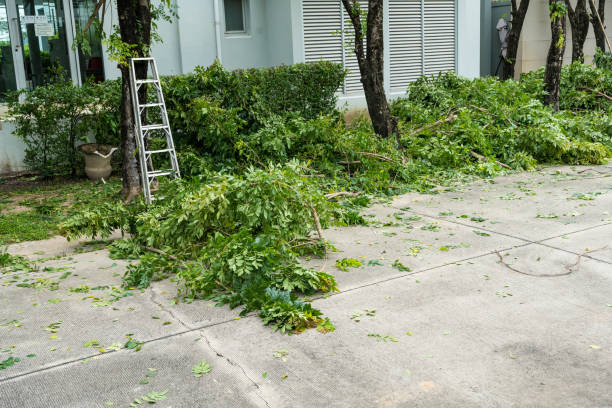 Best Palm Tree Trimming  in Chalmette, LA