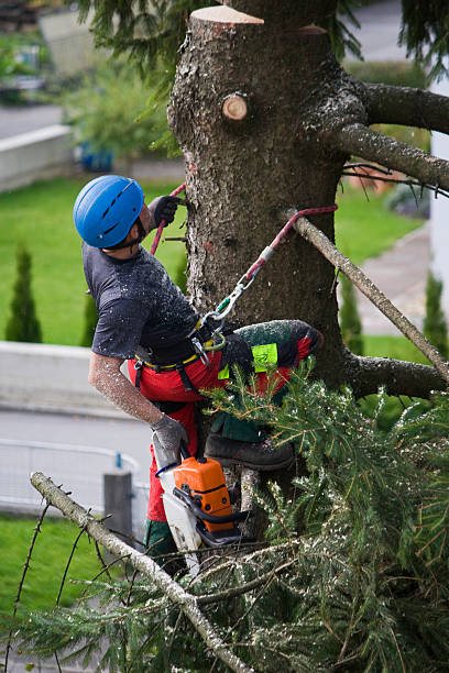 How Our Tree Care Process Works  in  Chalmette, LA