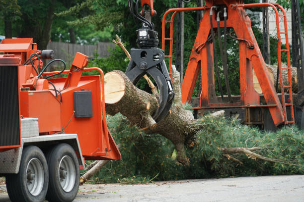 Best Lawn Grading and Leveling  in Chalmette, LA