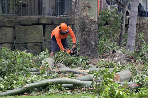 Best Emergency Tree Removal  in Chalmette, LA