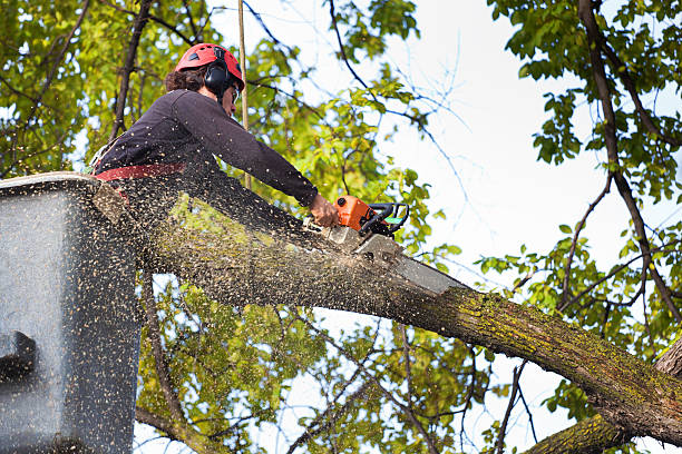 Best Tree Maintenance Programs  in Chalmette, LA