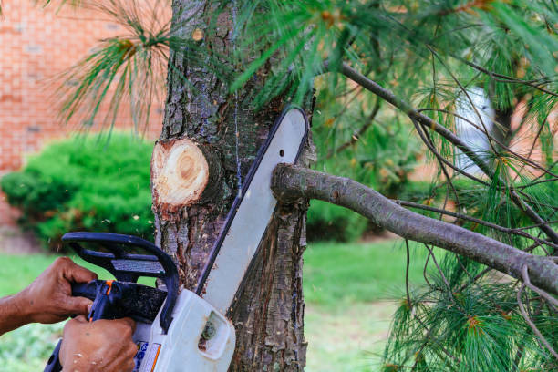 Best Arborist Consultation Services  in Chalmette, LA