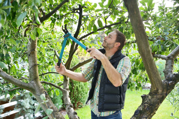 Best Fruit Tree Pruning  in Chalmette, LA